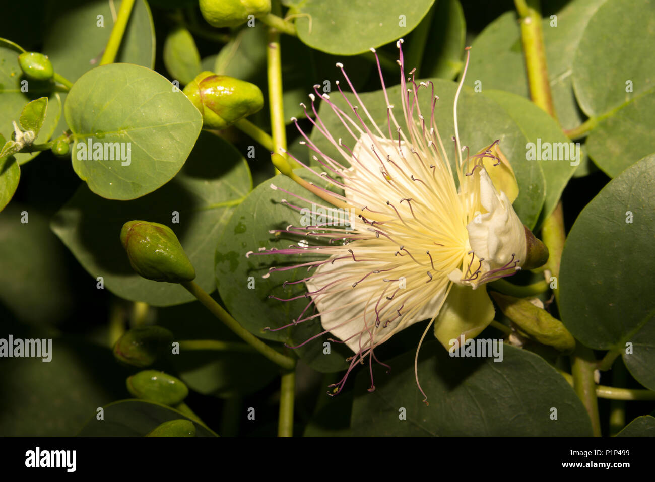 Caper Bush (Capparis spinosa) Stock Photo