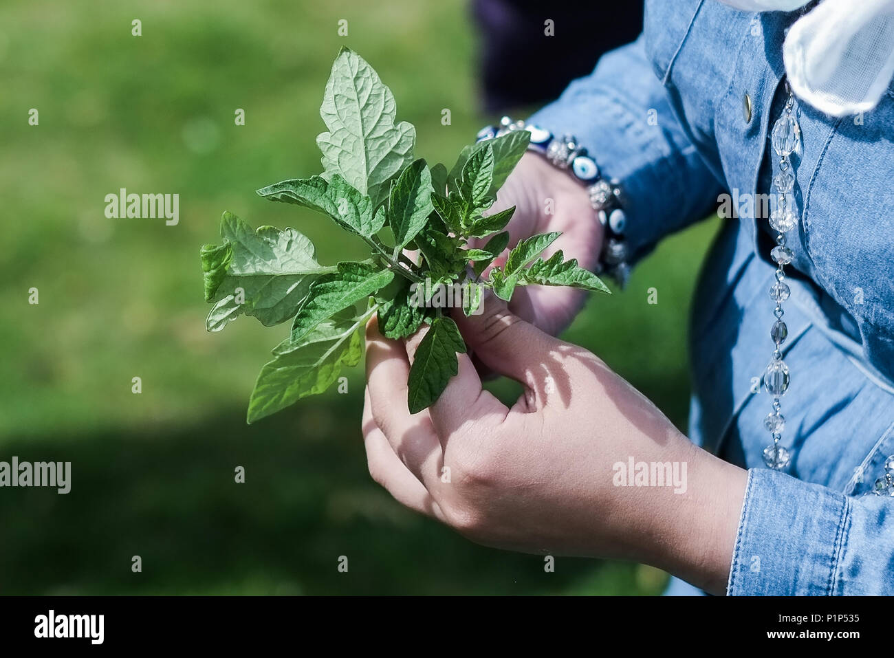 Community Garden In Middlesbrough Stock Photo Alamy