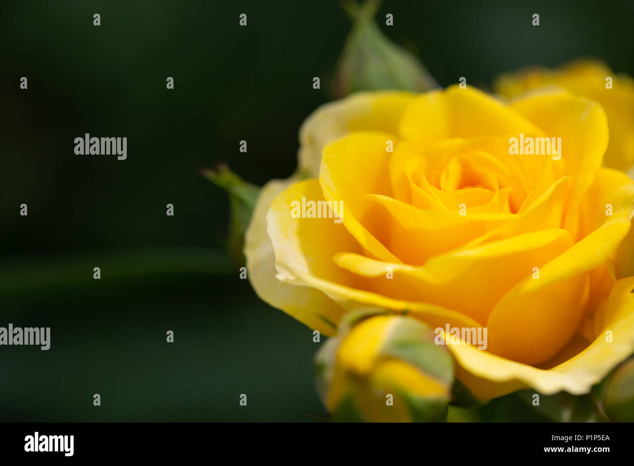 Yellow rose meaning Bright, cheerful and joyful create warm feelings ...