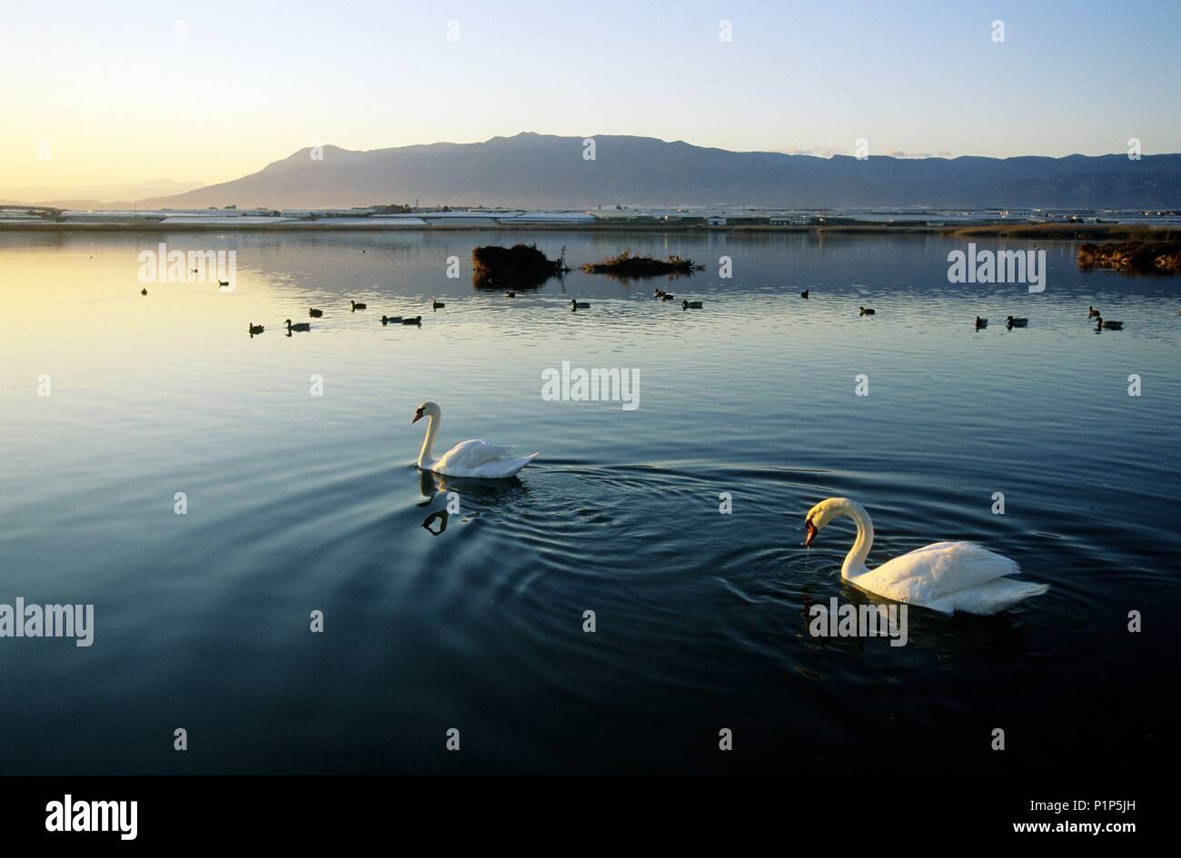 Fauna de campo hi-res stock photography and images - Alamy