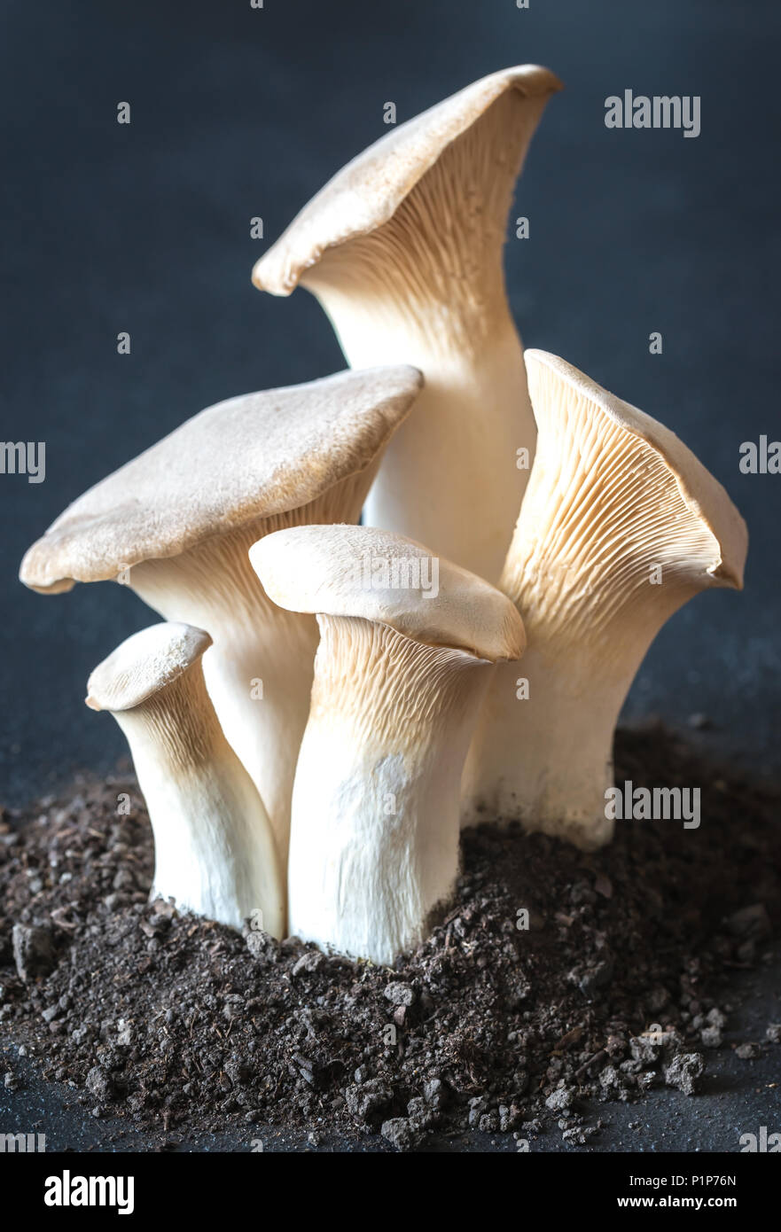 King oyster mushrooms Stock Photo Alamy