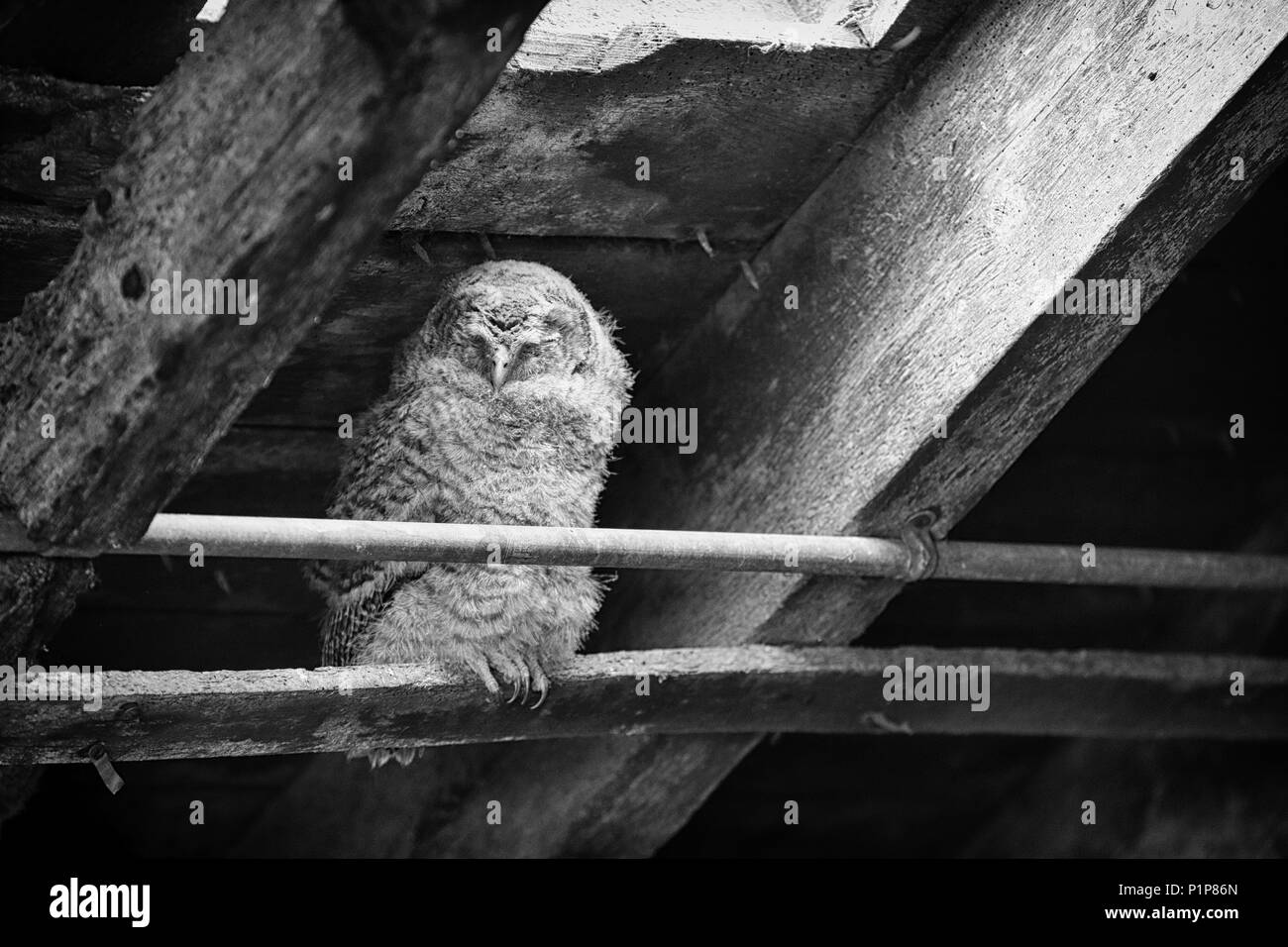 Tawny Owlet (Strix aluco) sleeping in a farmyard barn. Image take in Scotland, UK. Soft Black and white image Stock Photo