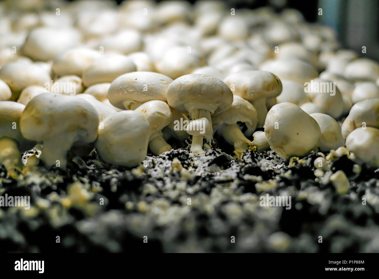mushroom farm Stock Photo