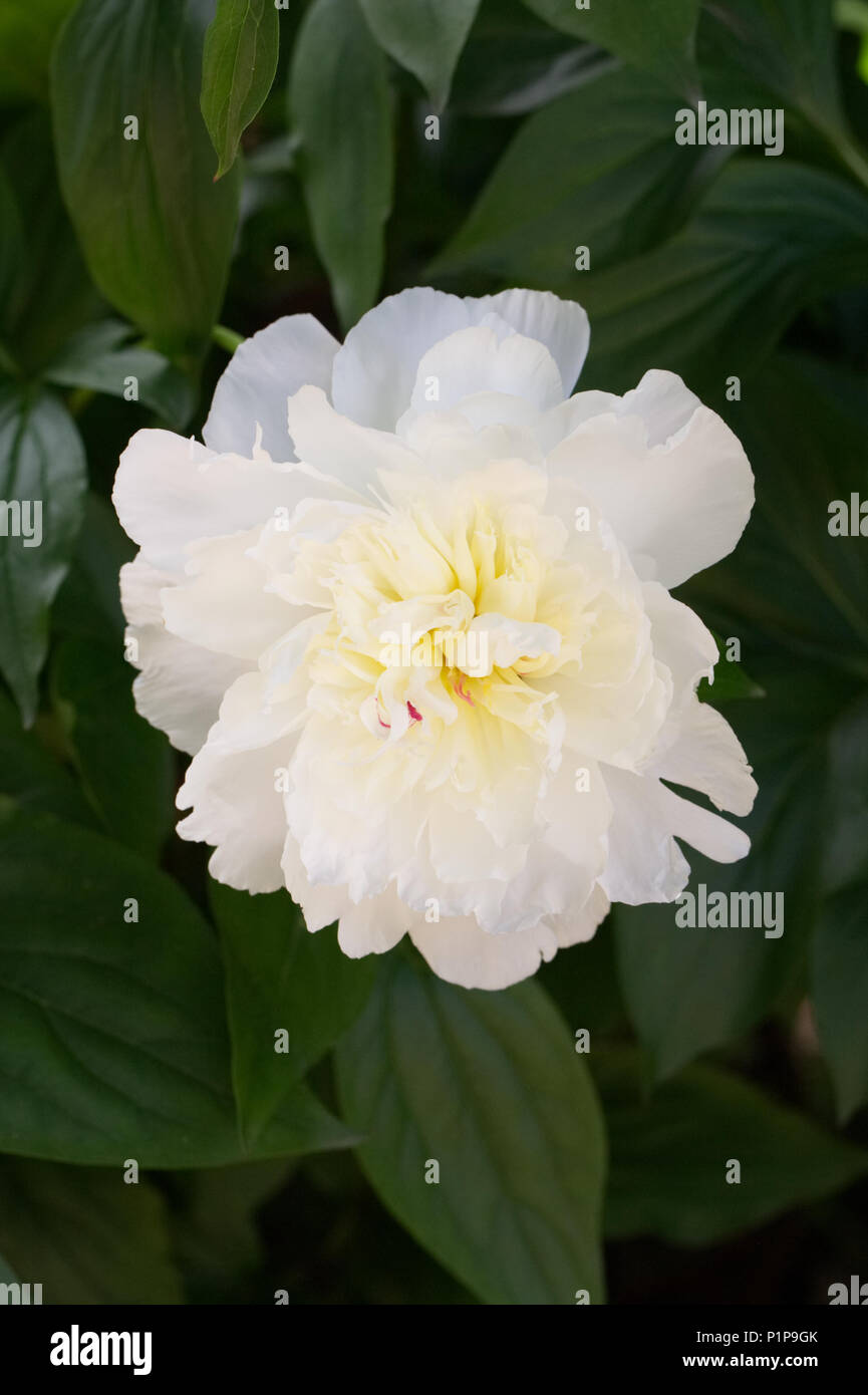 Paeonia lactiflora 'Shirley Temple' flower. Stock Photo