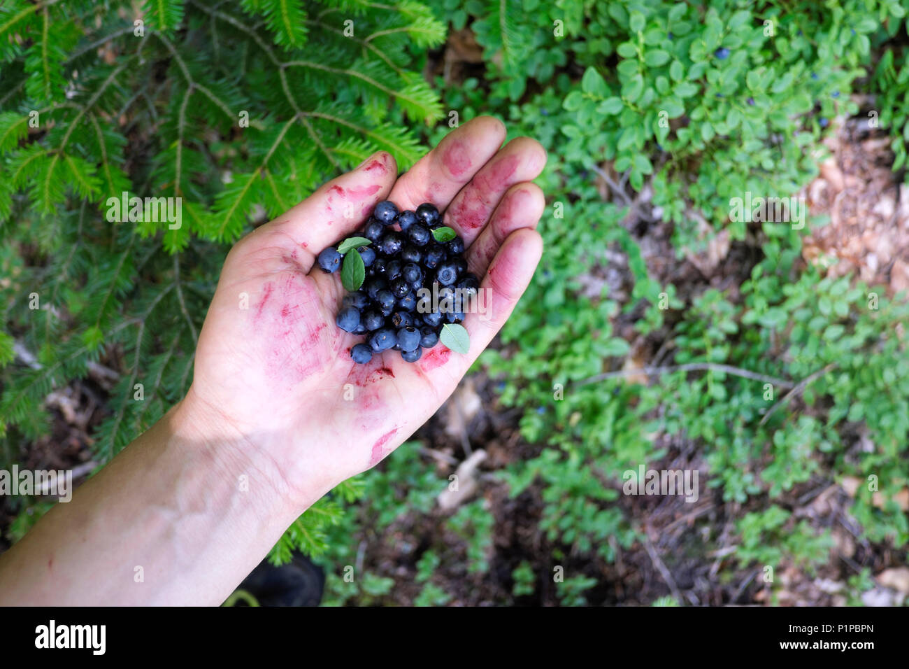 Blueberry in man hand Stock Photo