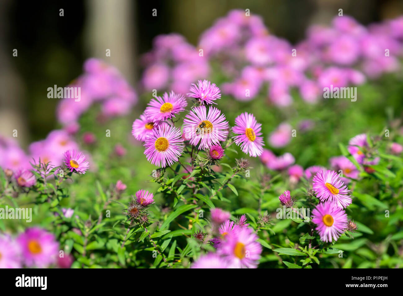 Bushy Plant Stock Photos & Bushy Plant Stock Images Alamy