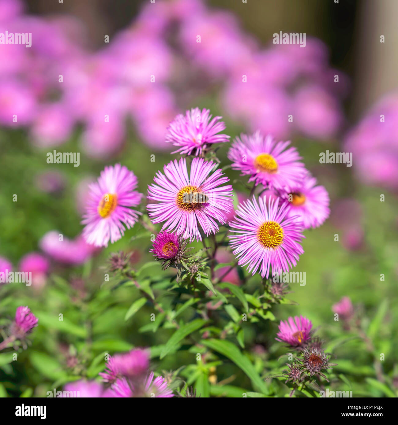 Symphyotrichum dumosum close-up, bushy aster, plant in the aster family. Picturesque bright plant in autumn Stock Photo