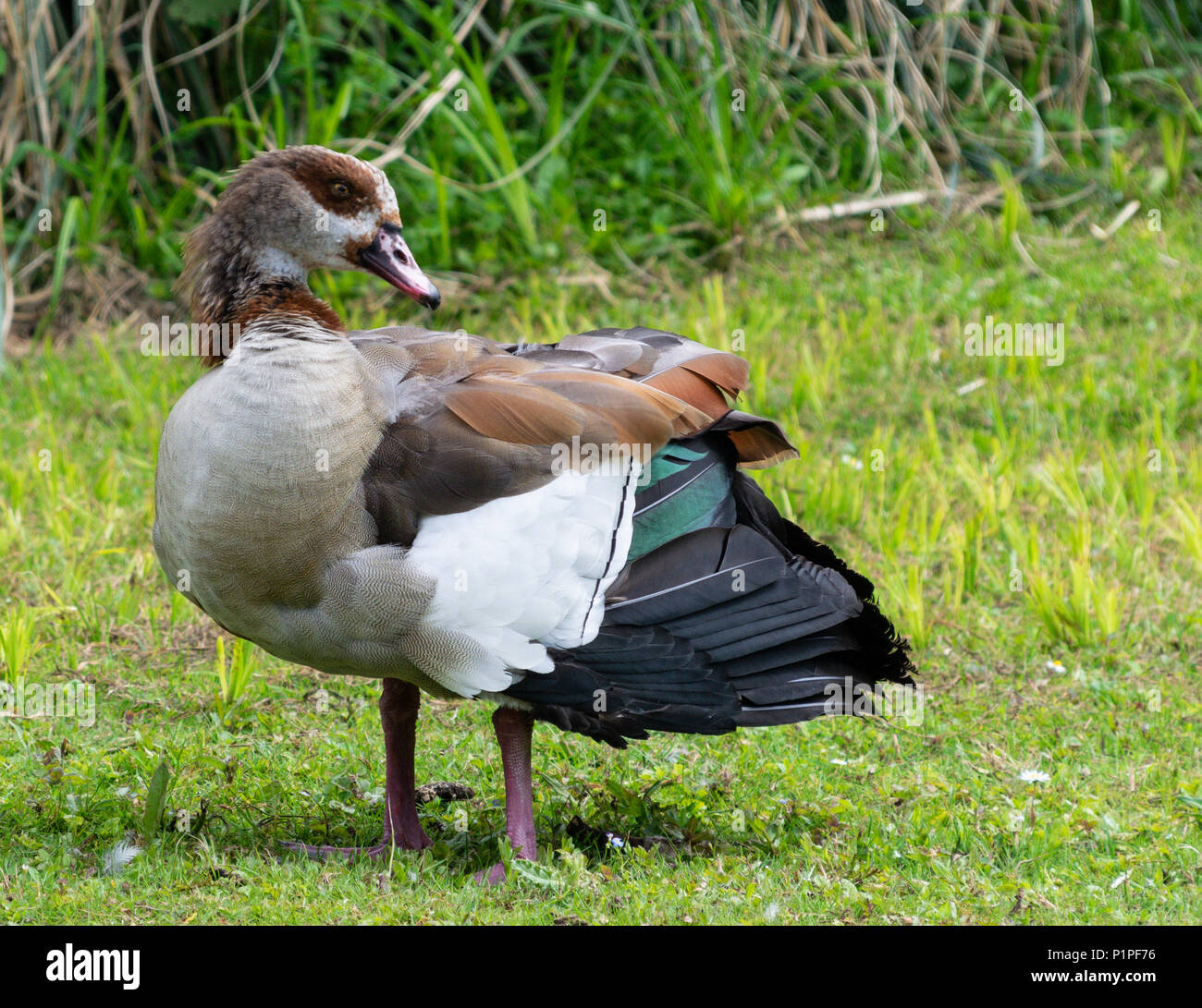 A Portrait of a male Egyptian Goose Stock Photo