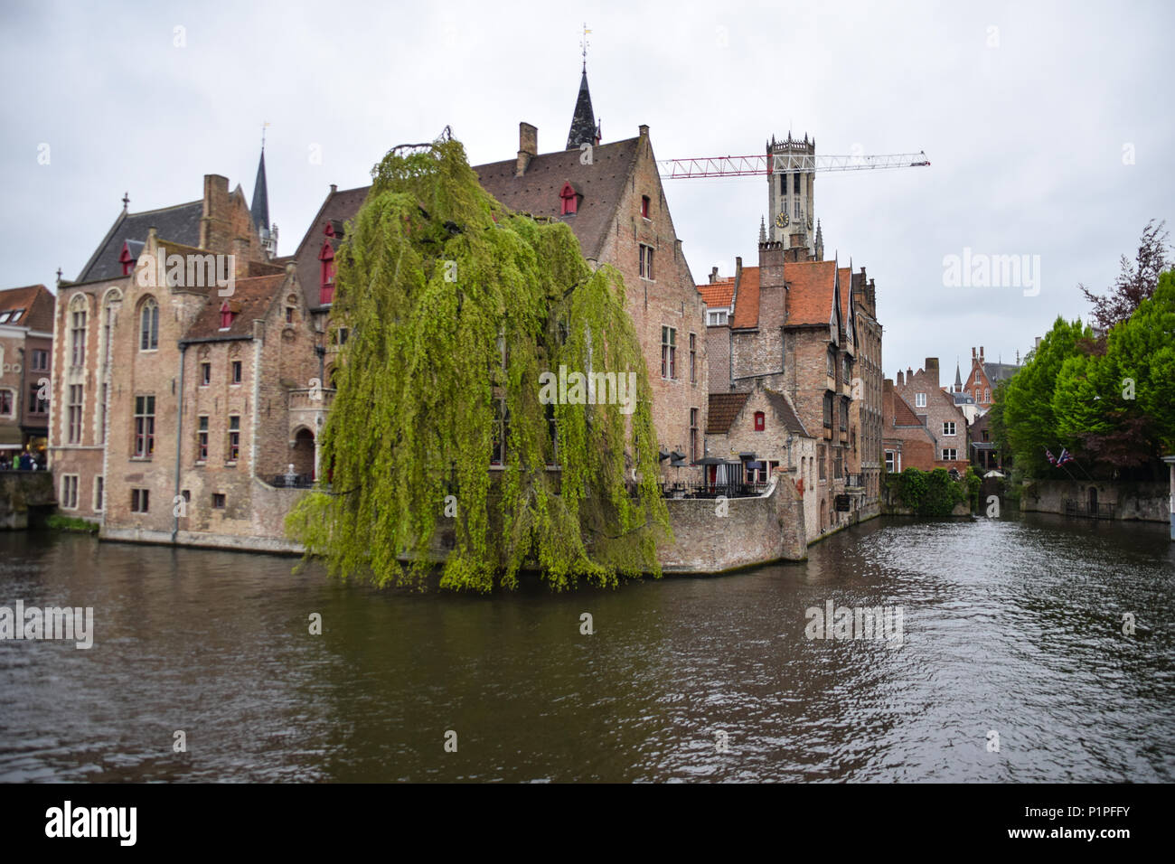 A weeping willow dips into the water at a photographic corner in Bruges