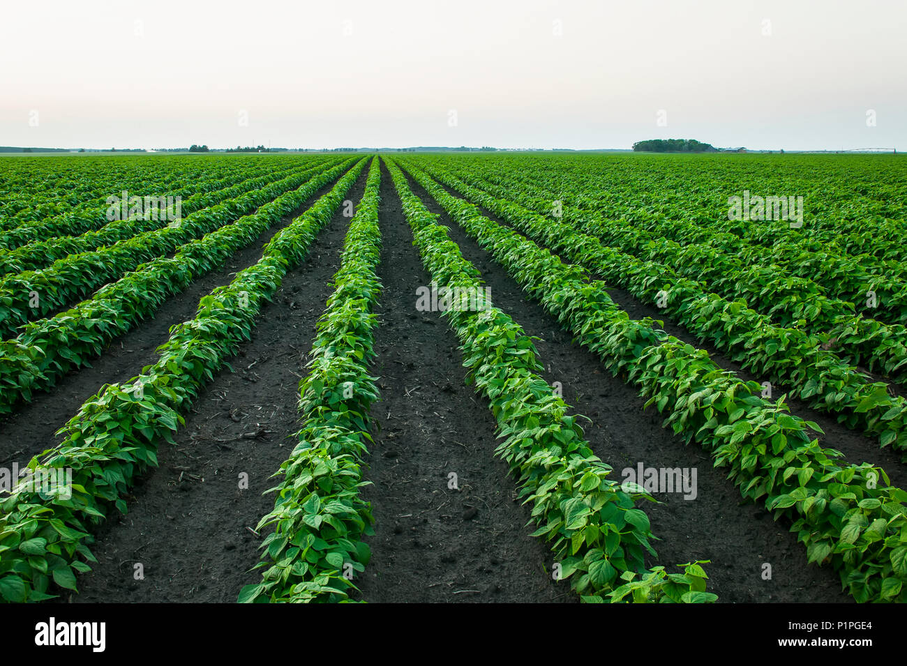 Growing soybean crop in a field; Minnesota, United States of America