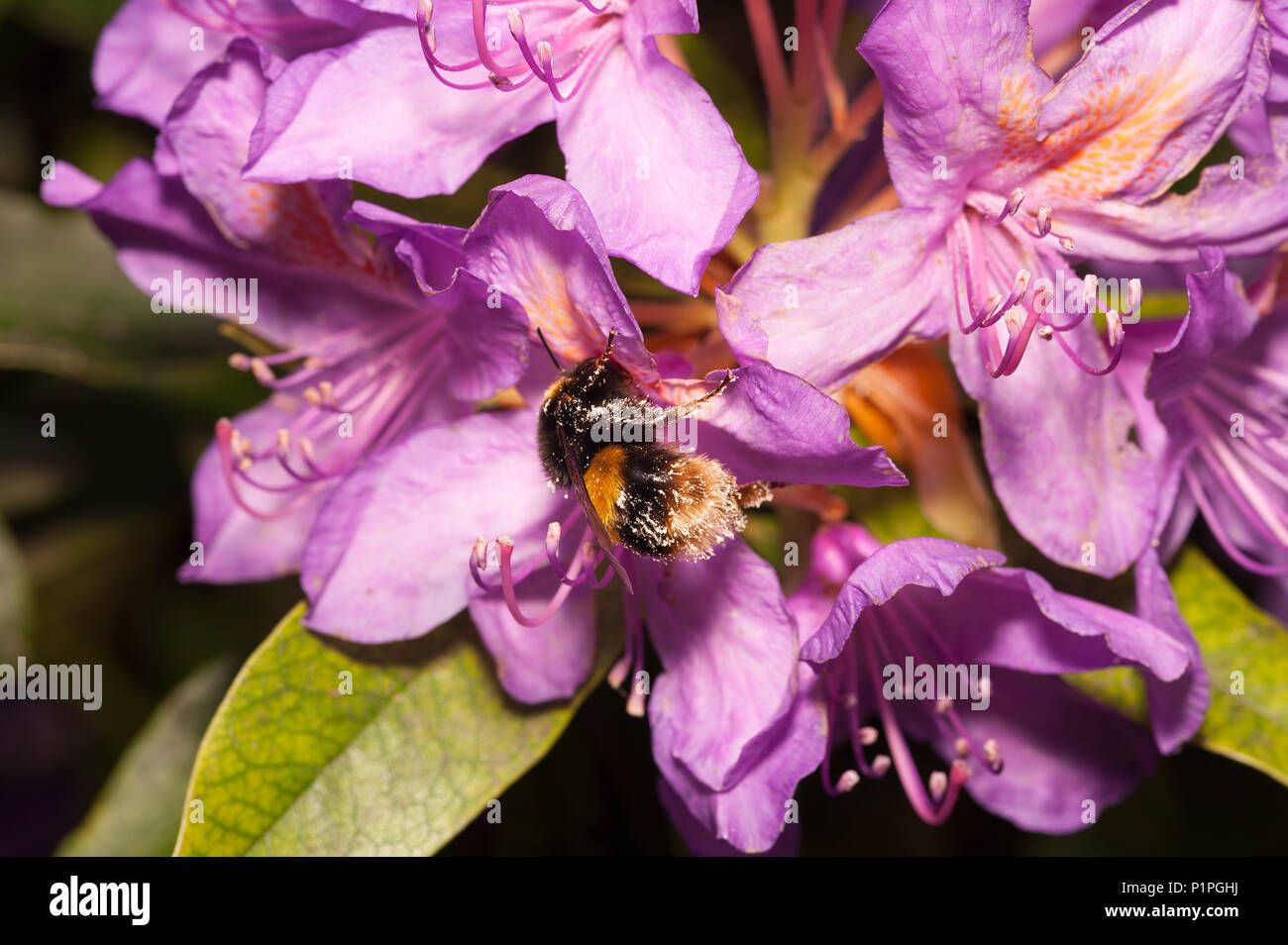 A feeding frenzy feeding on wild Rhododendron flowers has left bumblebees coated in pollen all over adhering to fine hairs on body Bombus hortorum Stock Photo