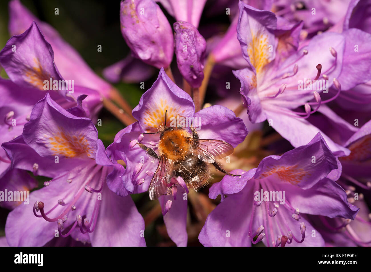 A feeding frenzy feeding on wild Rhododendron flowers has left bumblebees coated in pollen all over adhering to fine hairs on body Bombus pascuorum Stock Photo