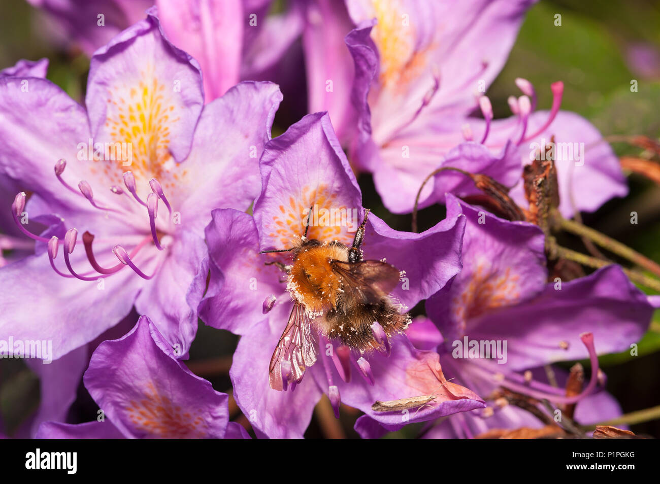 A feeding frenzy feeding on wild Rhododendron flowers has left bumblebees coated in pollen all over adhering to fine hairs on body Bombus pascuorum Stock Photo