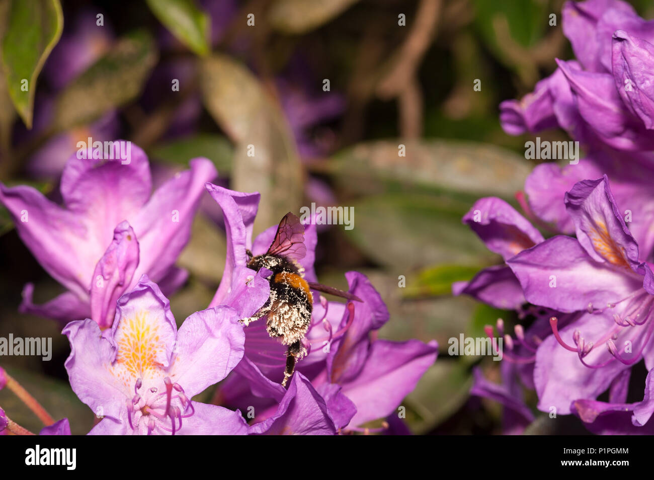 A feeding frenzy feeding on wild Rhododendron flowers has left bumblebees coated in pollen all over adhering to fine hairs on body Bombus hortorum Stock Photo