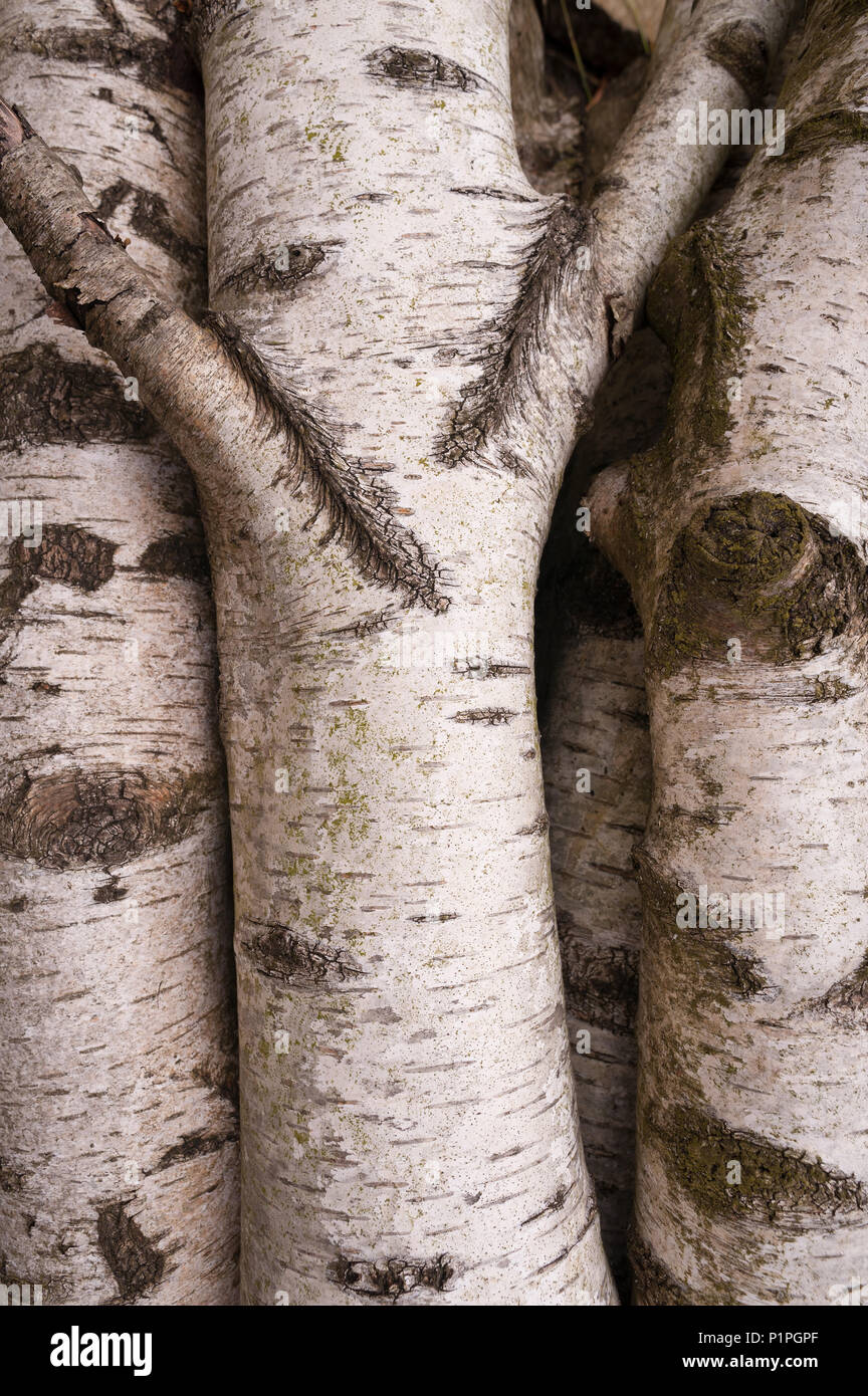 Interesting bark and tones created from freshly felled mature silver birch, Betula pendula Stock Photo