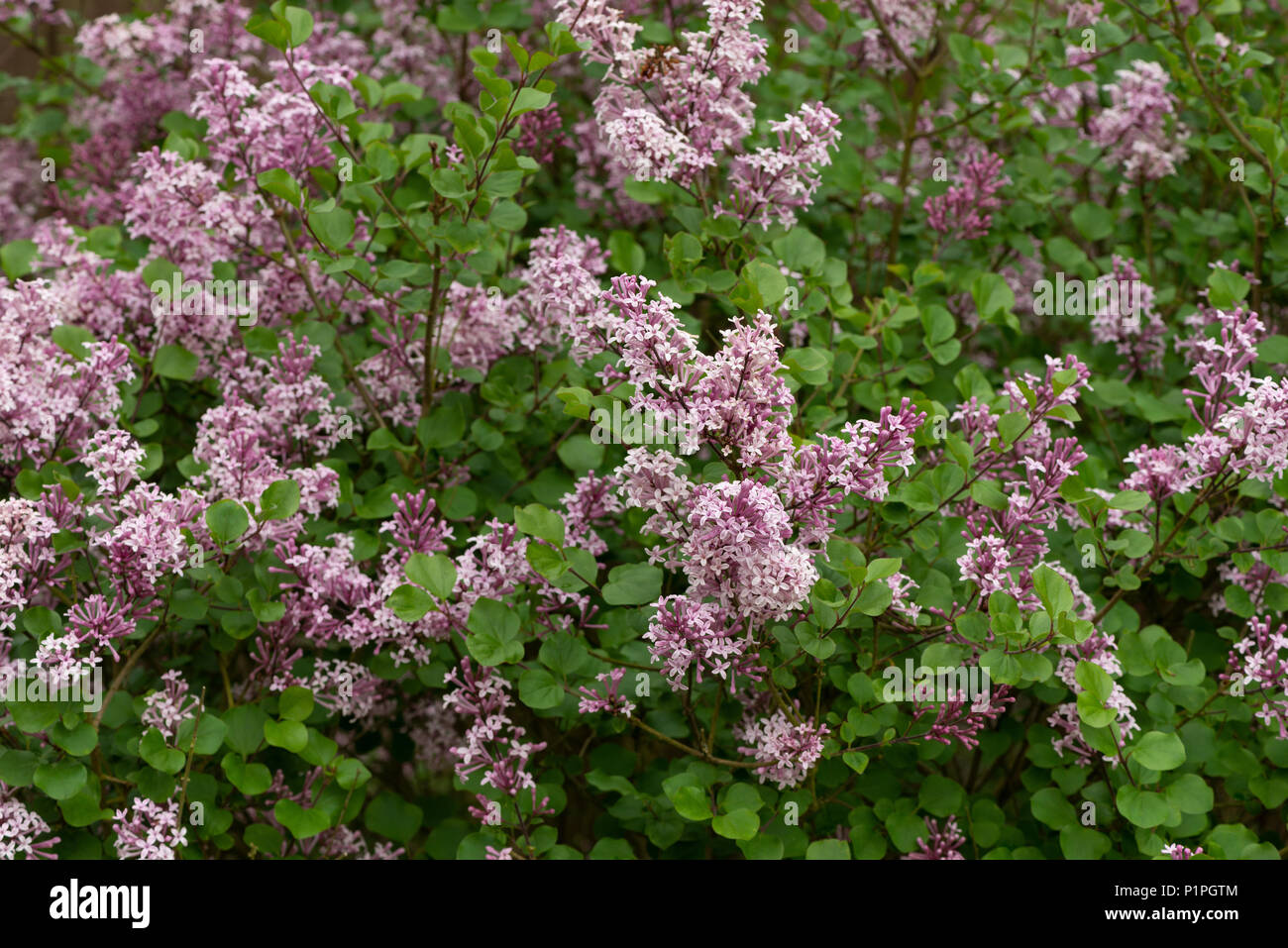 Delicate fresh blossom of miniature lilac tree, Syringa microphylla,  showing variations of pink flowers heavily fragrant Stock Photo
