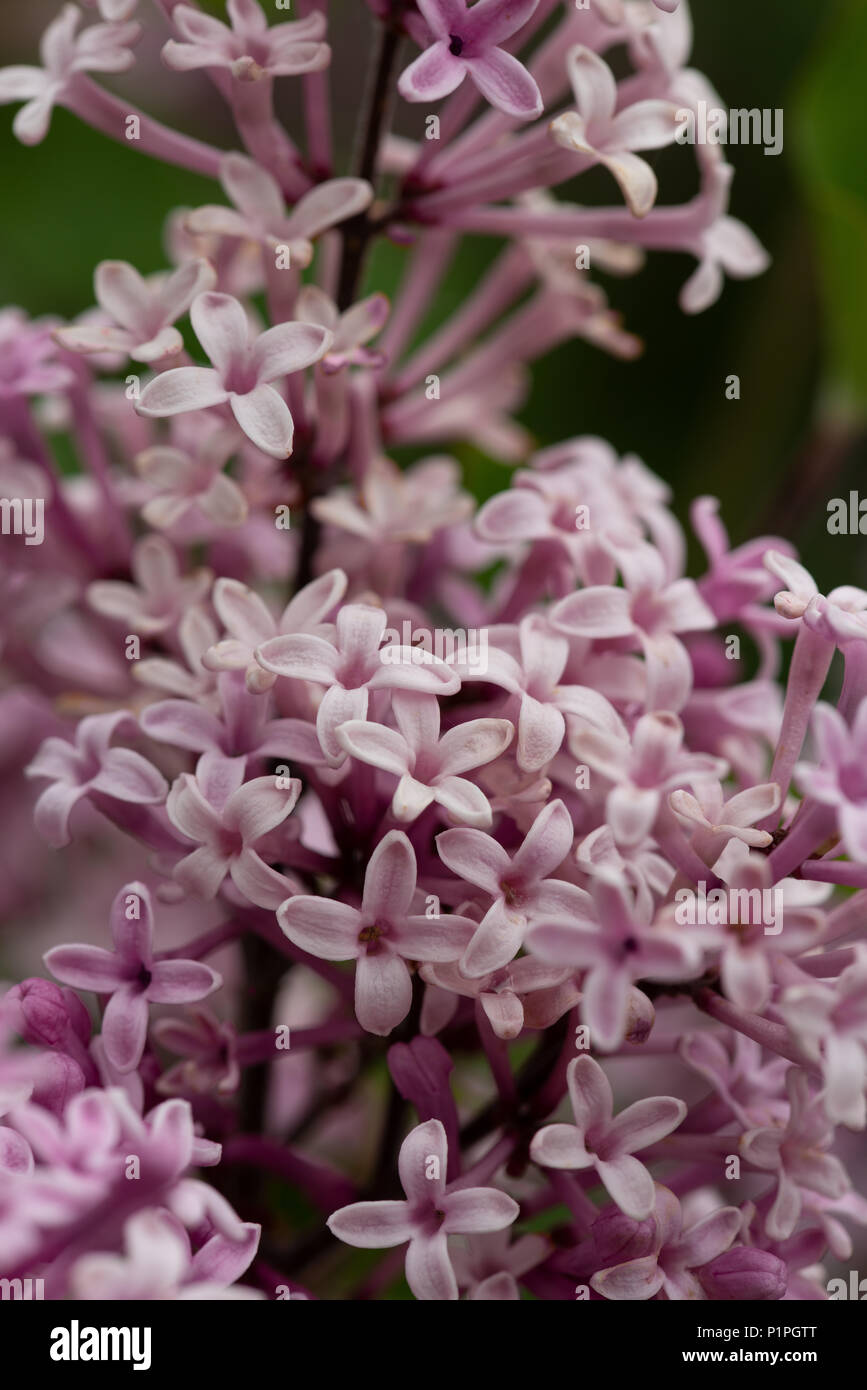 Delicate fresh blossom of miniature lilac tree, Syringa microphylla,  showing variations of pink flowers heavily fragrant Stock Photo
