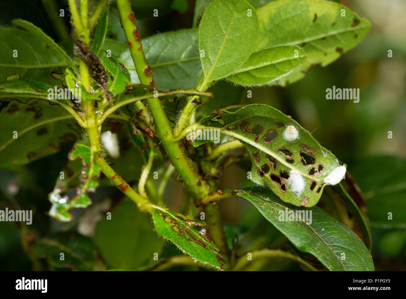 Scale insects Scale insects occupying space left behind on leaves after