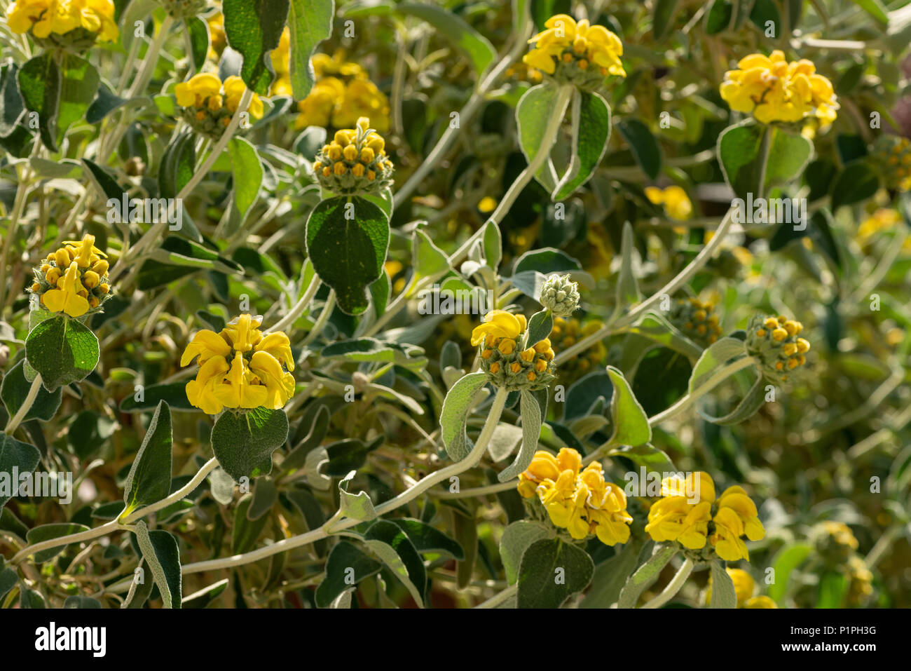 A Mediterranean shrub with bold grey leaves Jerusalem sage, Phlomis fruticosa, with hooded bright yellow flower heads on floral architectural stems Stock Photo