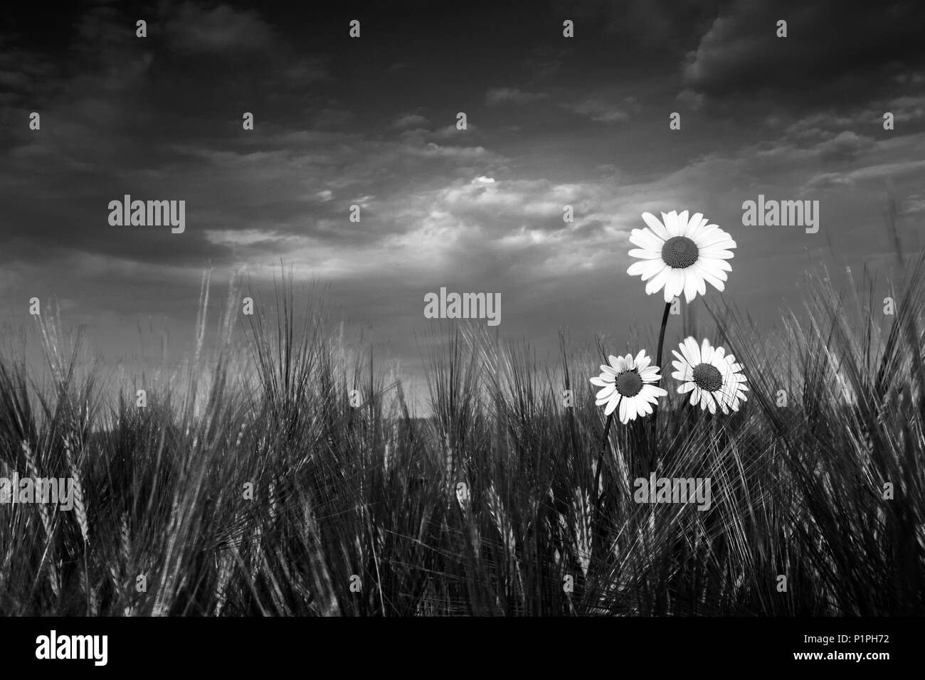 Three ox-eye daisy flowers in barley. Leucanthemum vulgare. Artistic black and white scene. Beautiful marguerites in spring field. Dark sad background. Stock Photo