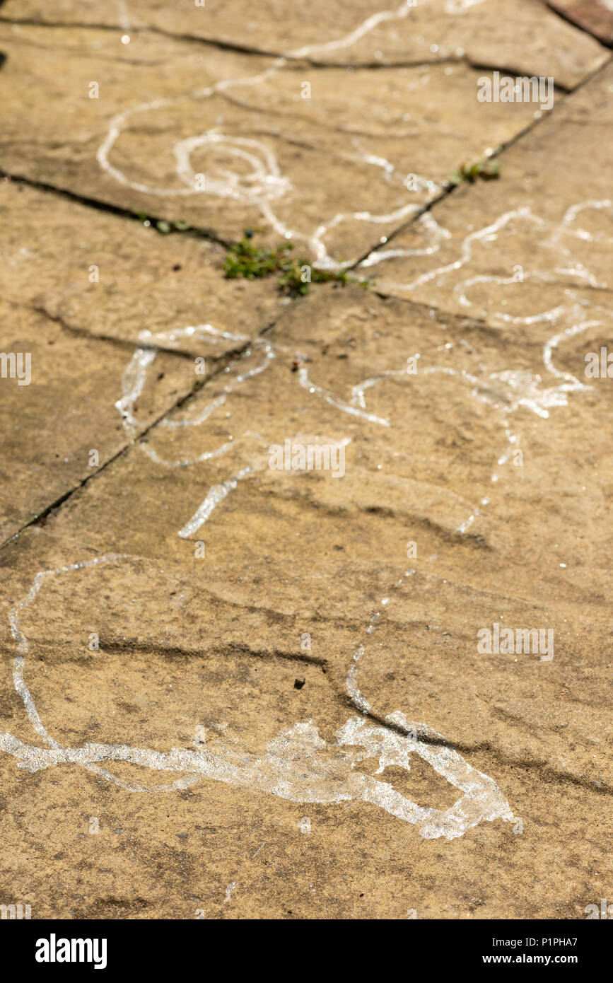Snail slime trail hires stock photography and images Alamy