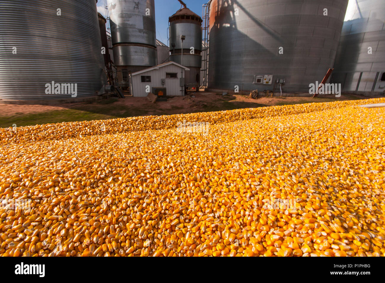 Grain truck loaded with corn at grain dryer and bin complex during corn harvest, near Nerstrand