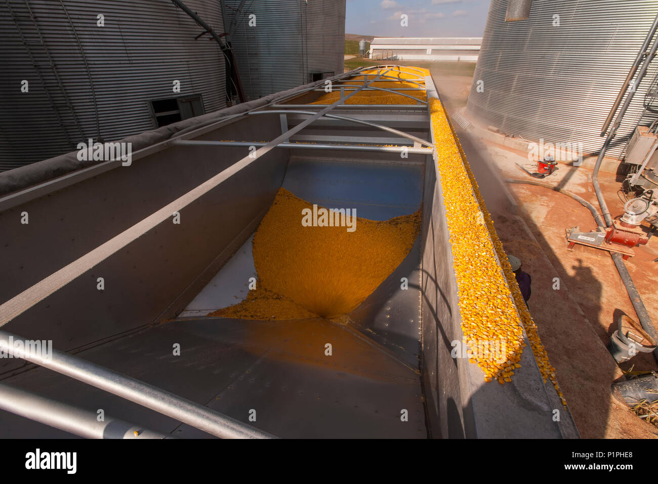 Grain truck loaded with corn at grain dryer and bin complex during corn harvest, near Nerstrand