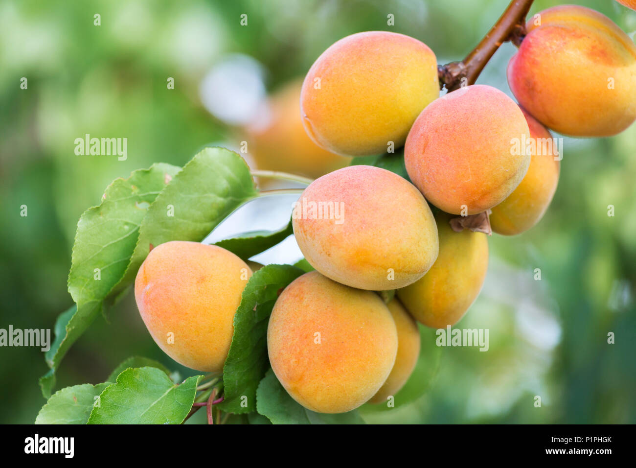 Tree branch palisade hires stock photography and images Alamy