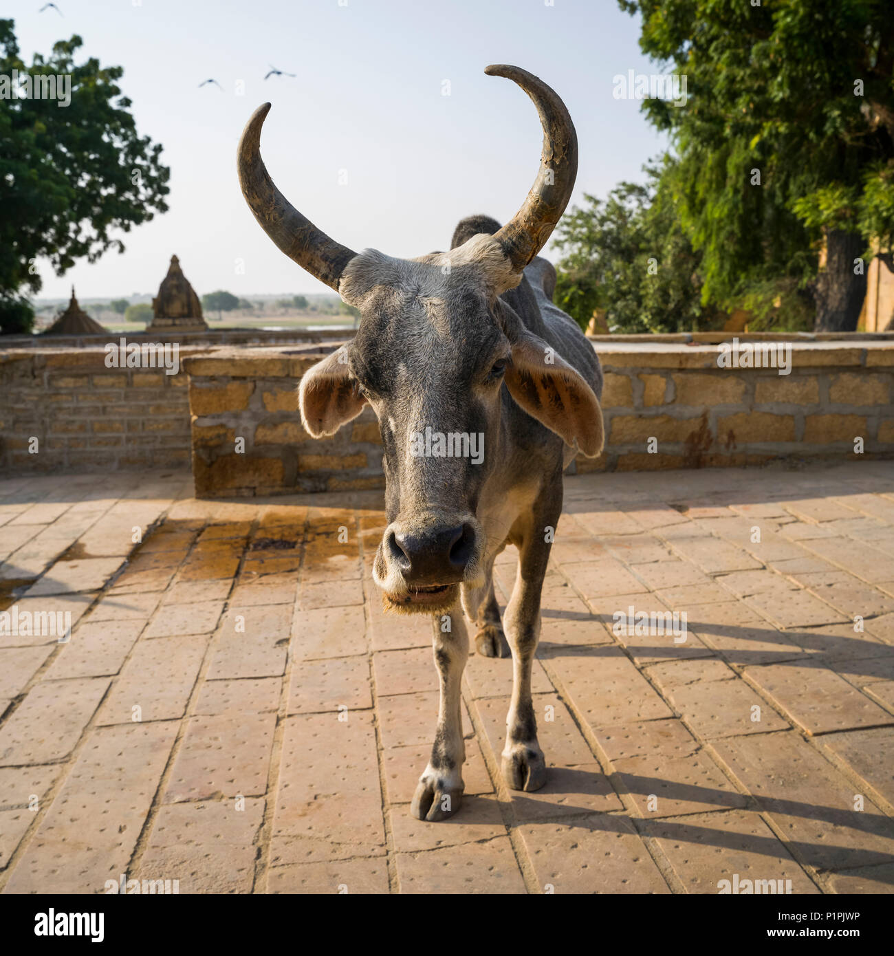 A cow with horns looking at the camera; Jaisalmer, Rajasthan, India Stock Photo
