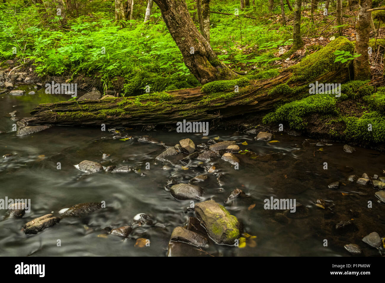 A moss covered old tree trunk half rests in a brook in a forest in