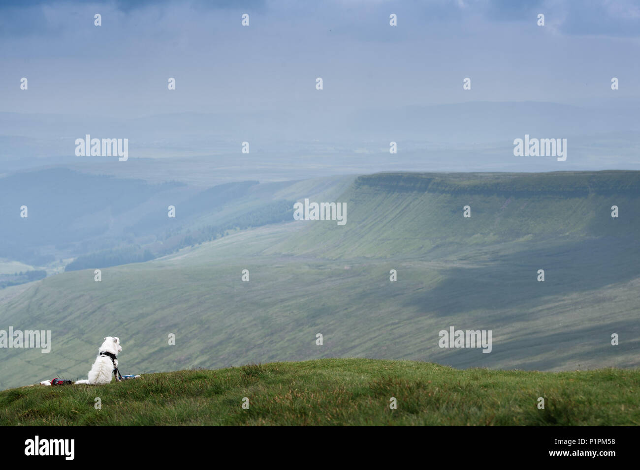 A dog at the top of Pen Y Fan - the tallest mountain in the UK south of Snowdonia - looking out at the view. Wales, UK Stock Photo
