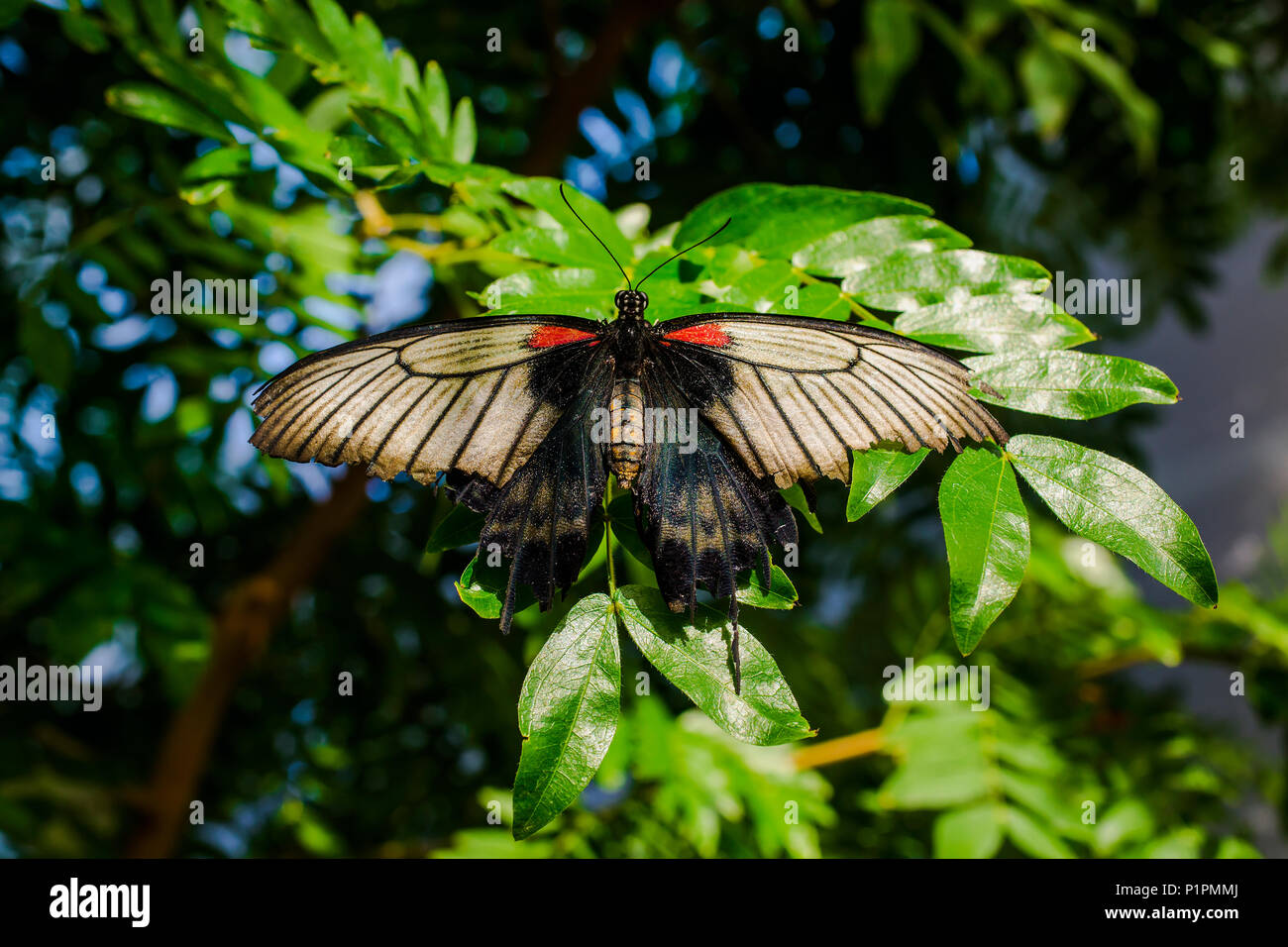 Lowi Swallowtail butterfly (Papilio lowi), botanical gardens; Montreal