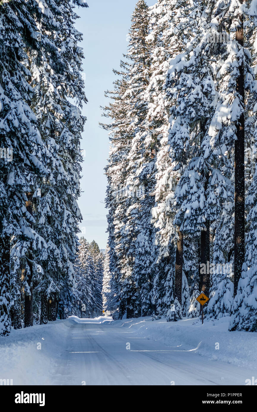 Snow covered road and trees; Ashland, Oregon, United States of America Stock Photo