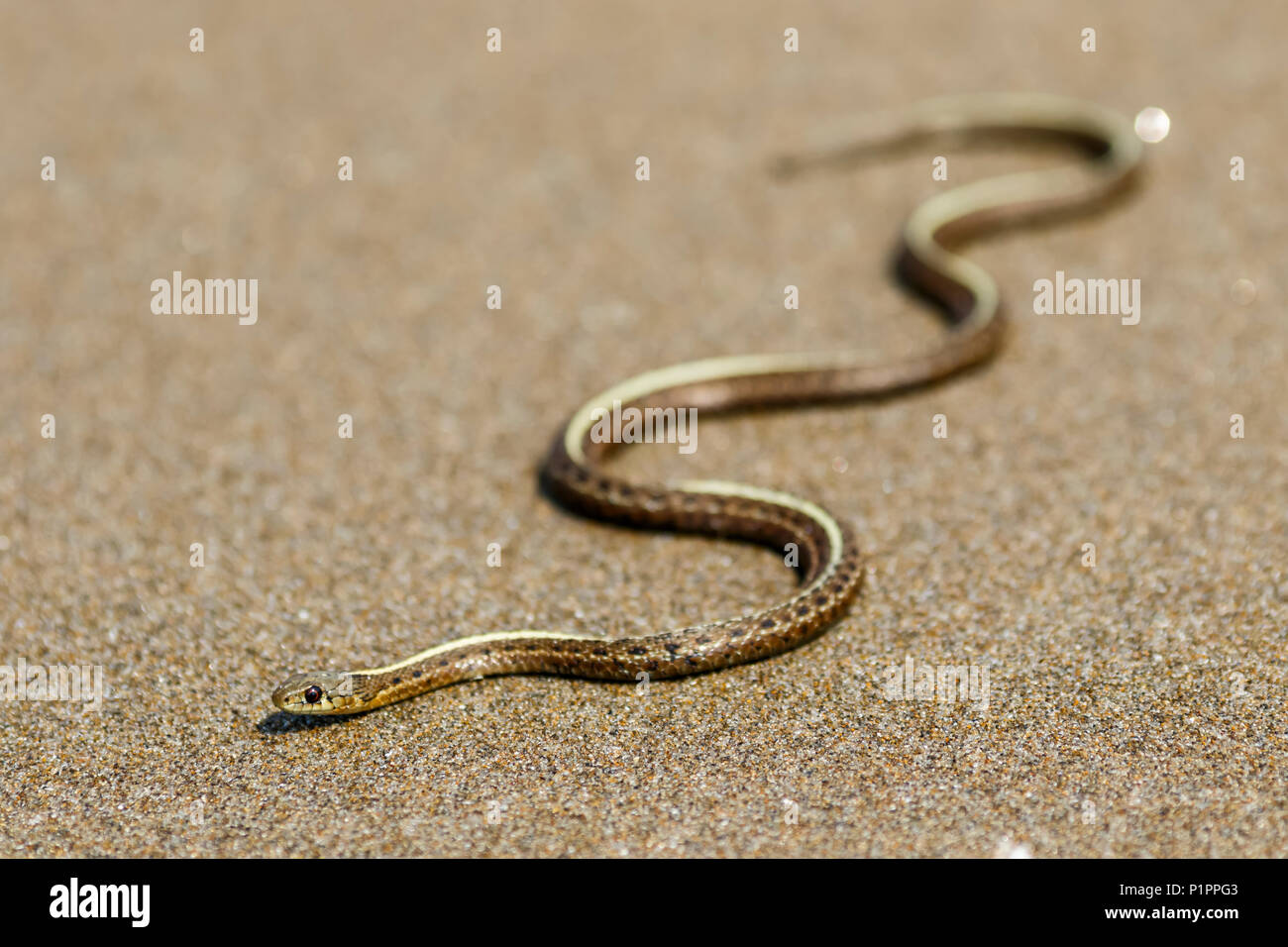 Sea snake (Hydrophiinae) on the sand, Coos Bay; Charleston, Oregon, United States of America Stock Photo