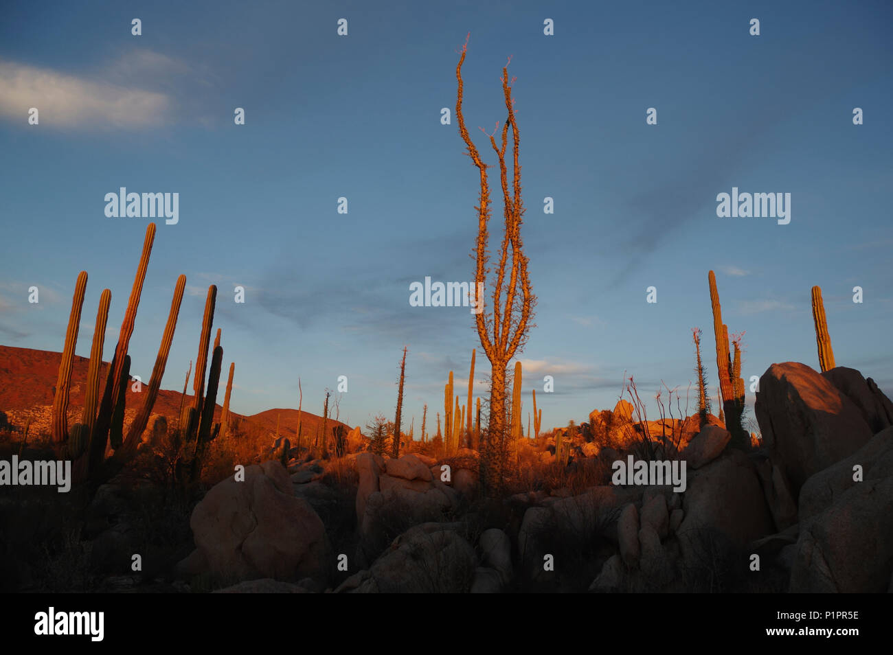 Desert plant baja mexico hi-res stock photography and images - Alamy