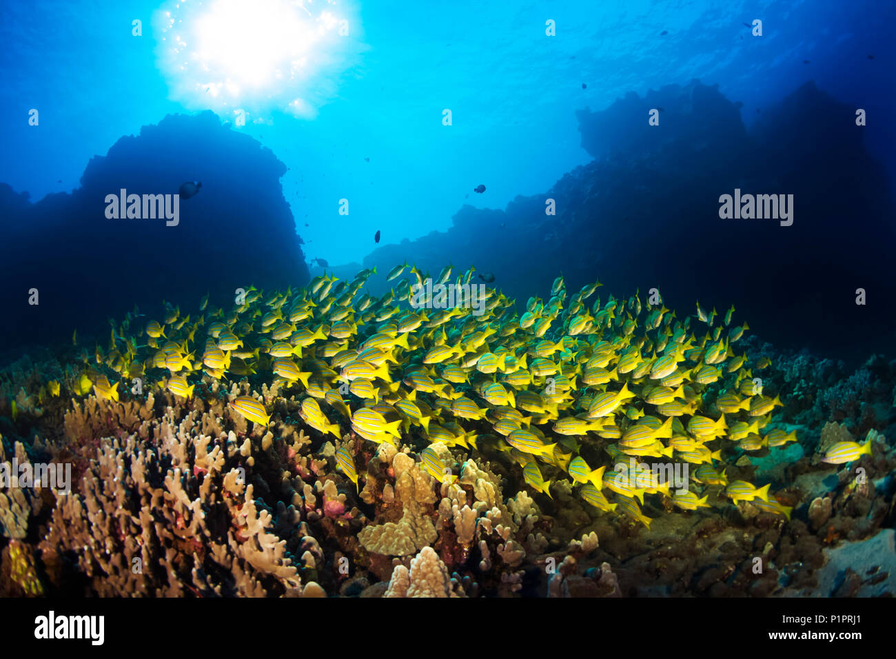 Large school of Bluestripe Snappers  (Lutjanus kasmira) swimming over healthy reef; Lanai City, Lanai, Hawaii, United States of America Stock Photo