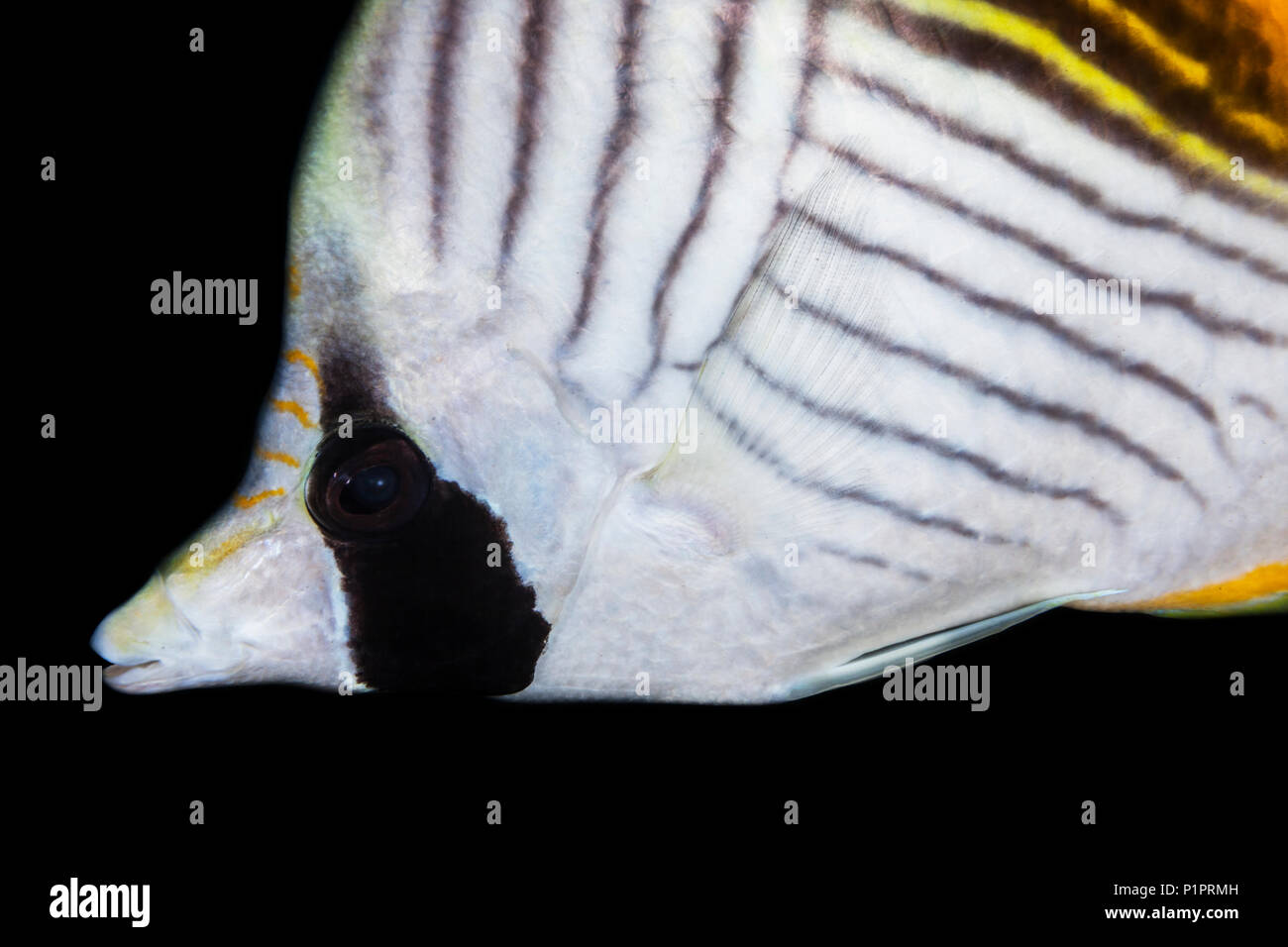 Close-up of a Threadfin Butterflyfish (Chaetodon auriga); Maui, Hawaii, United States of America Stock Photo
