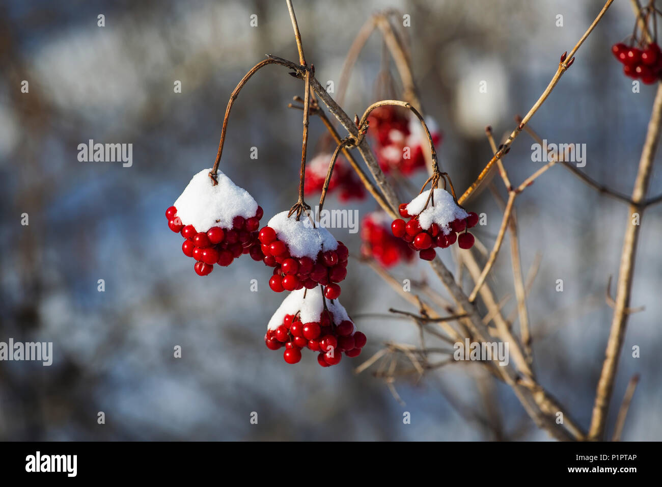Clusters of red berries covered in snow and hanging from branches