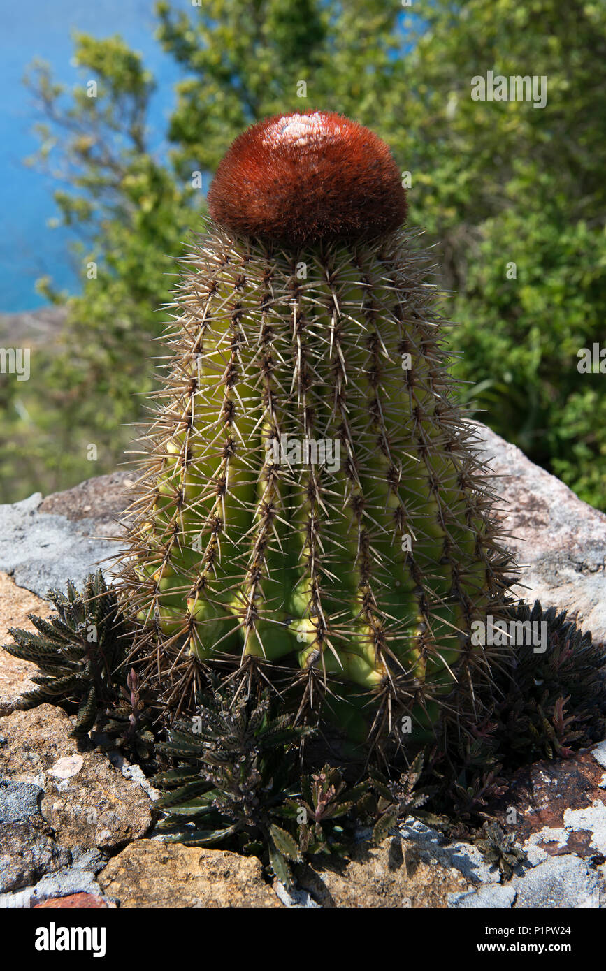 Turk's Cap Cactus (melocactus intortus); Shirley Heights, Antigua and Barbuda Stock Photo