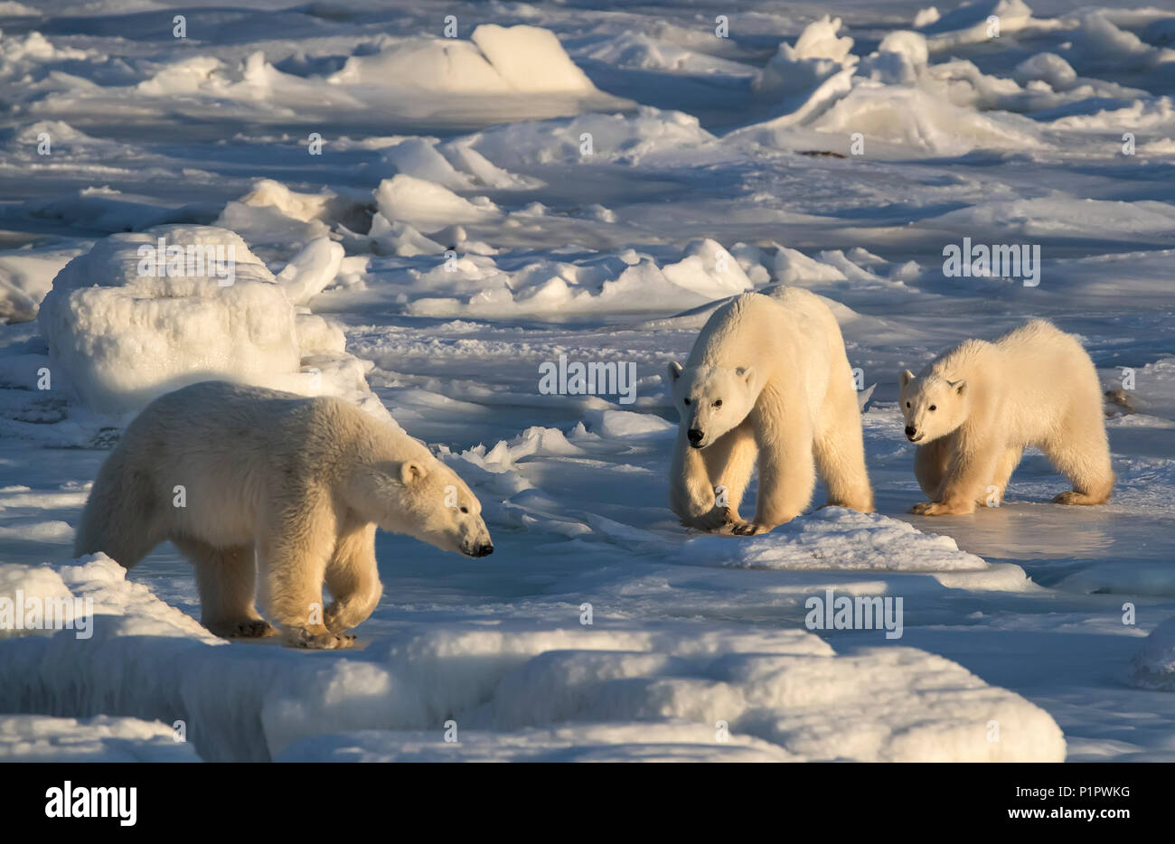 Mother and cub Polar bears (Ursus maritimus) in the snow chasing off another bear; Churchill, Manitoba, Canada Stock Photo