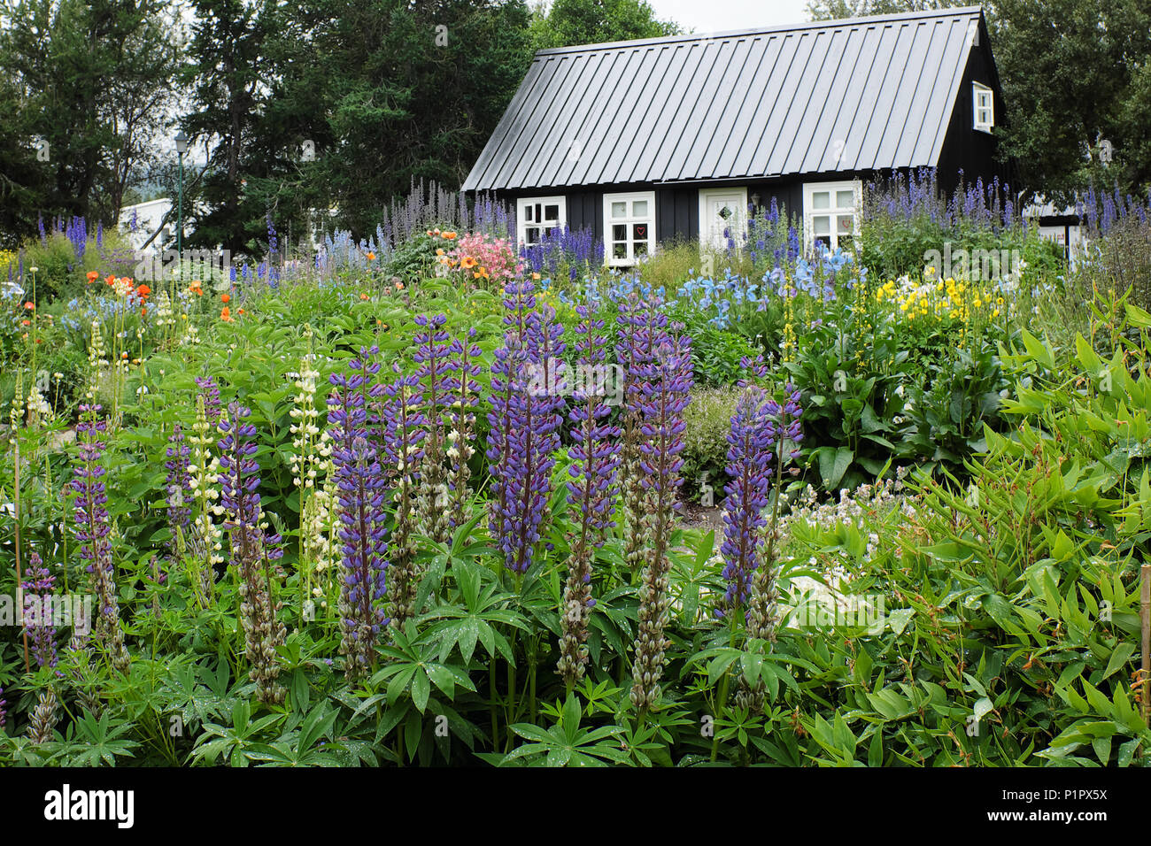 Exterior view of blooming flower gardens and Eyrarlandsstofa house, Akureyri Botanical Garden, North Iceland, Iceland Stock Photo