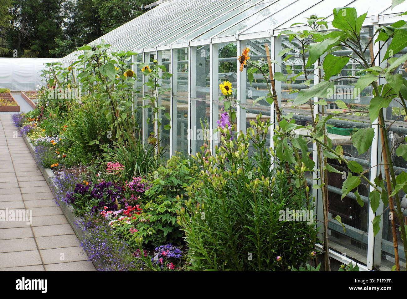 Exterior view of blooming flowers and greenhouse, Akureyri Botanical Garden, North Iceland, Iceland Stock Photo