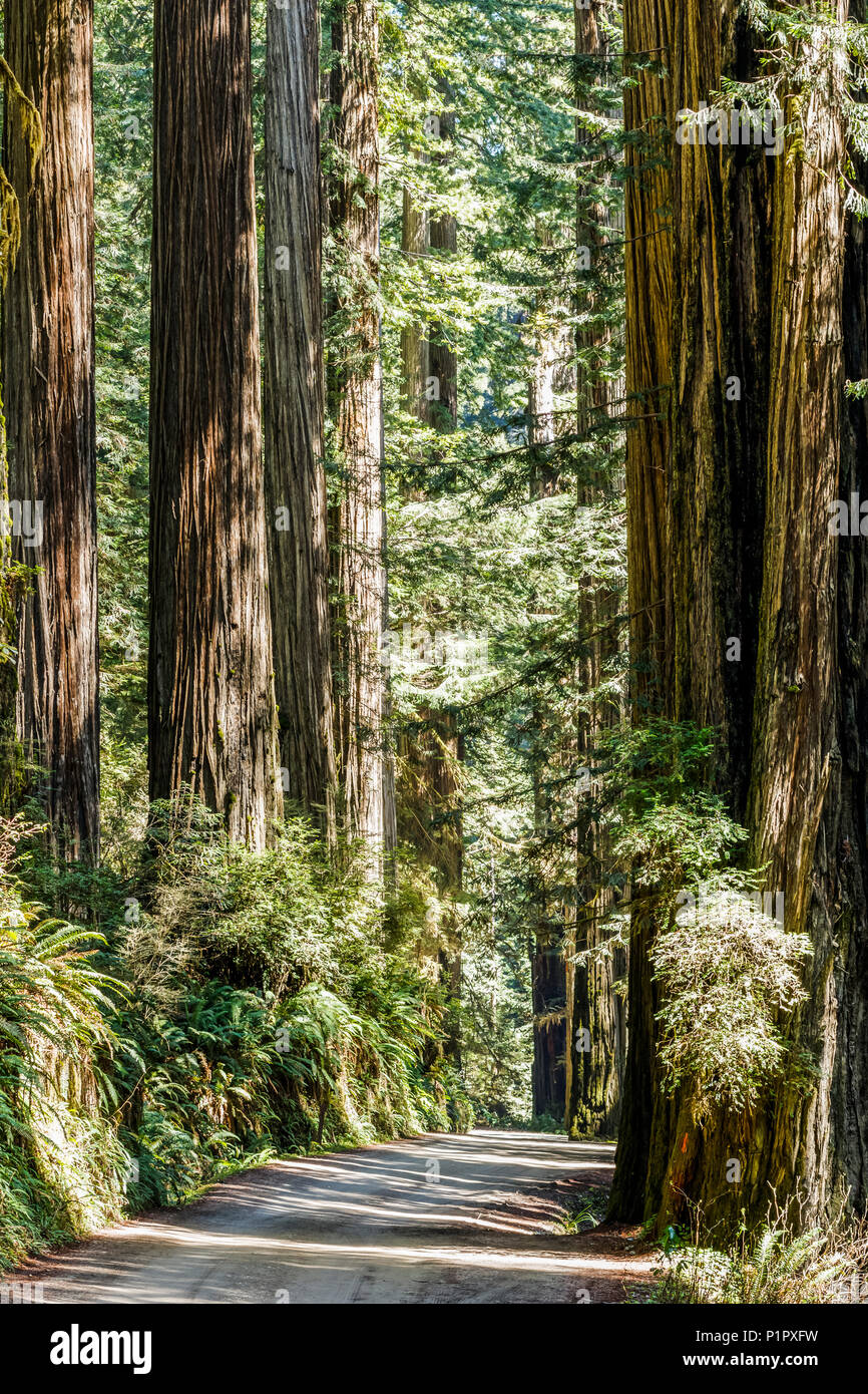 Redwood trees and trail, Jedediah Smith Redwoods State Park; Crescent City, California, United
