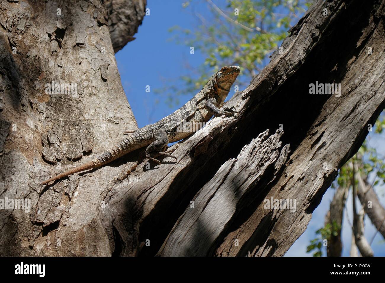Iguana resting on the dry tree branch. Stock Photo