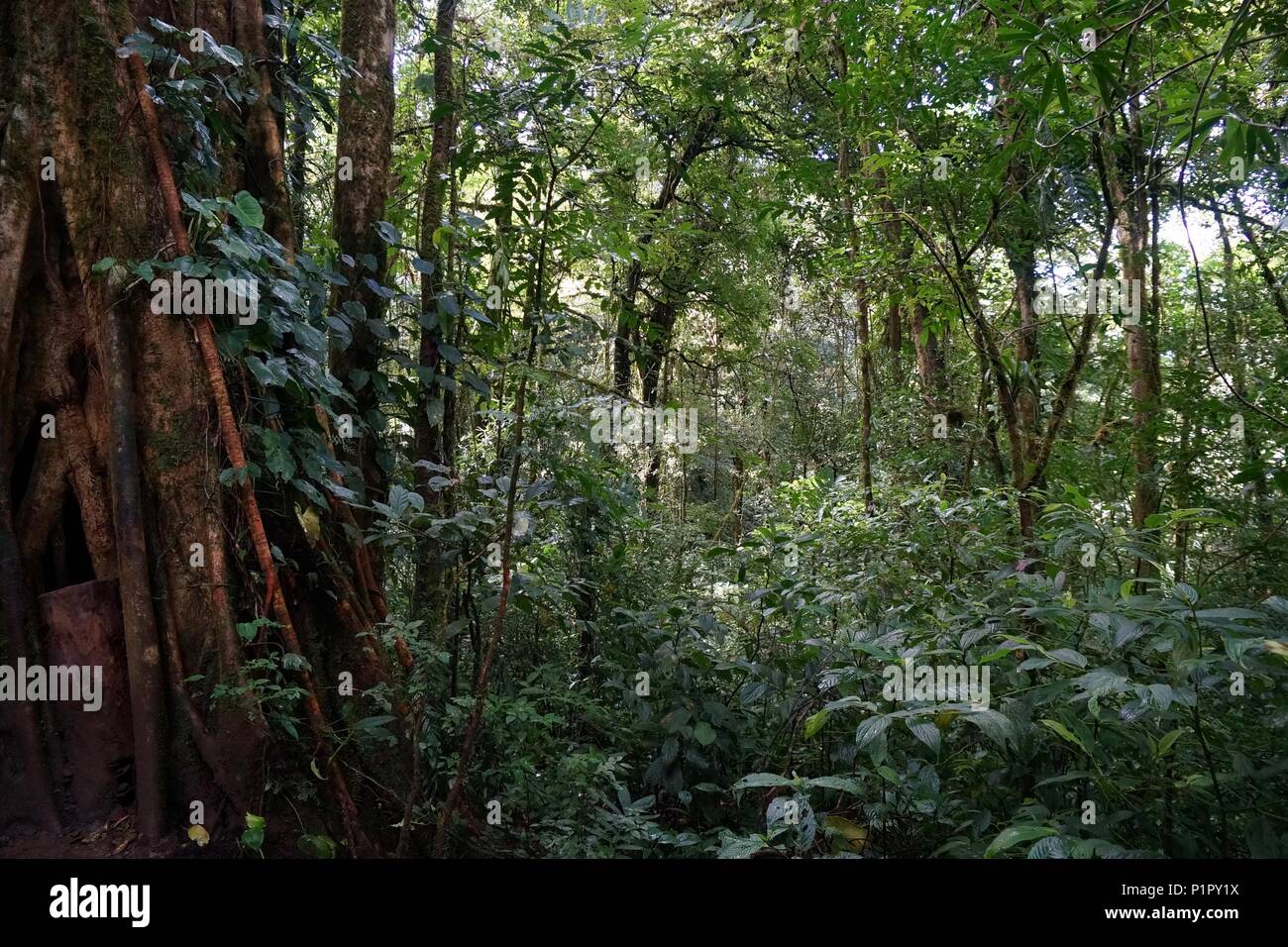 Costa Rica cloud forest vegetation Stock Photo Alamy