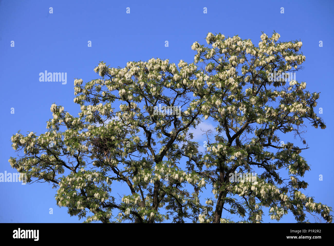 Czech Republic, Prague, Castle district, flowering tree, Stock Photo