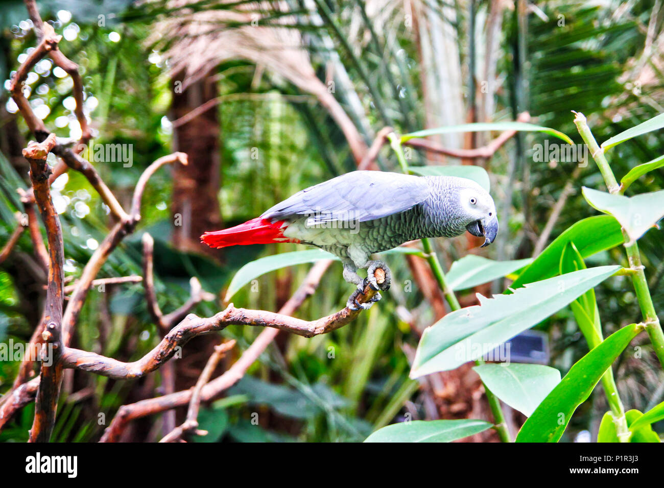 An African Grey Parrot Psittacus Erithacusn, also known as Congo Parrot, in its natural habitat. Native to equatorial Africa, the Grey Parrot's decrea Stock Photo