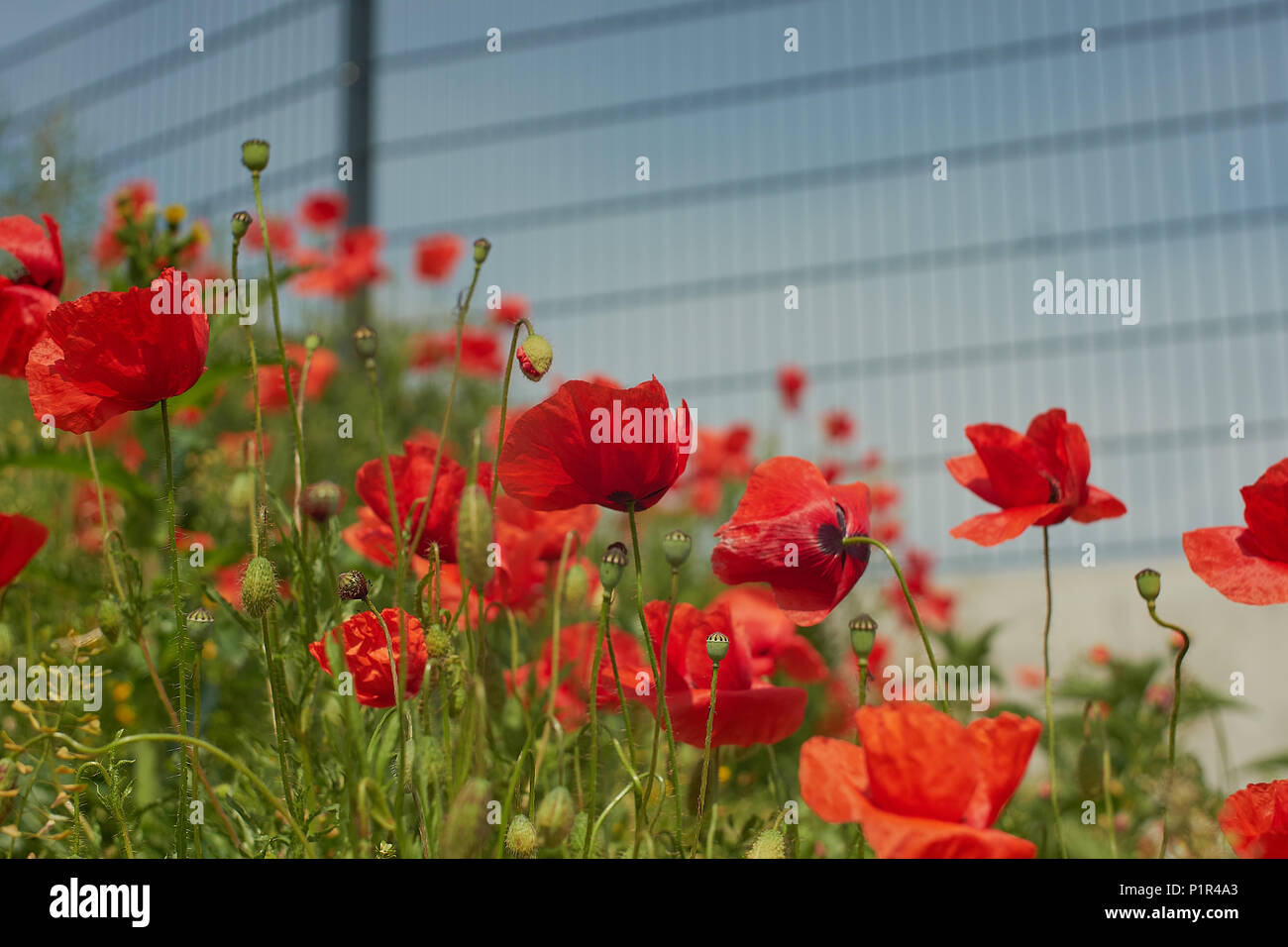 Red poppy flowers. Poppy flowers and blue sky in a field with bees and ...