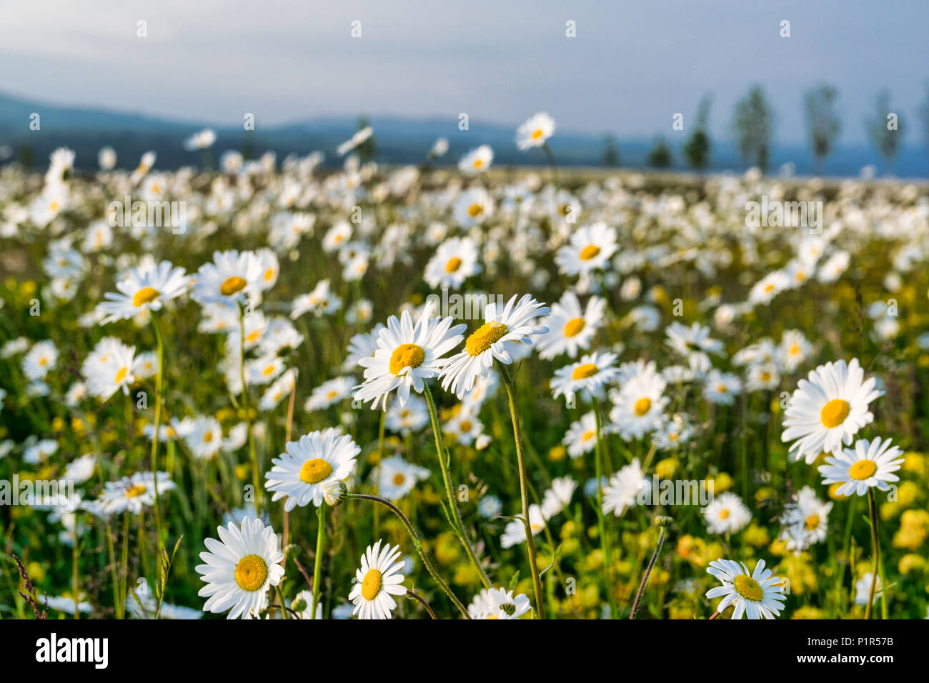 A field of hundreds of white daisies Stock Photo Alamy