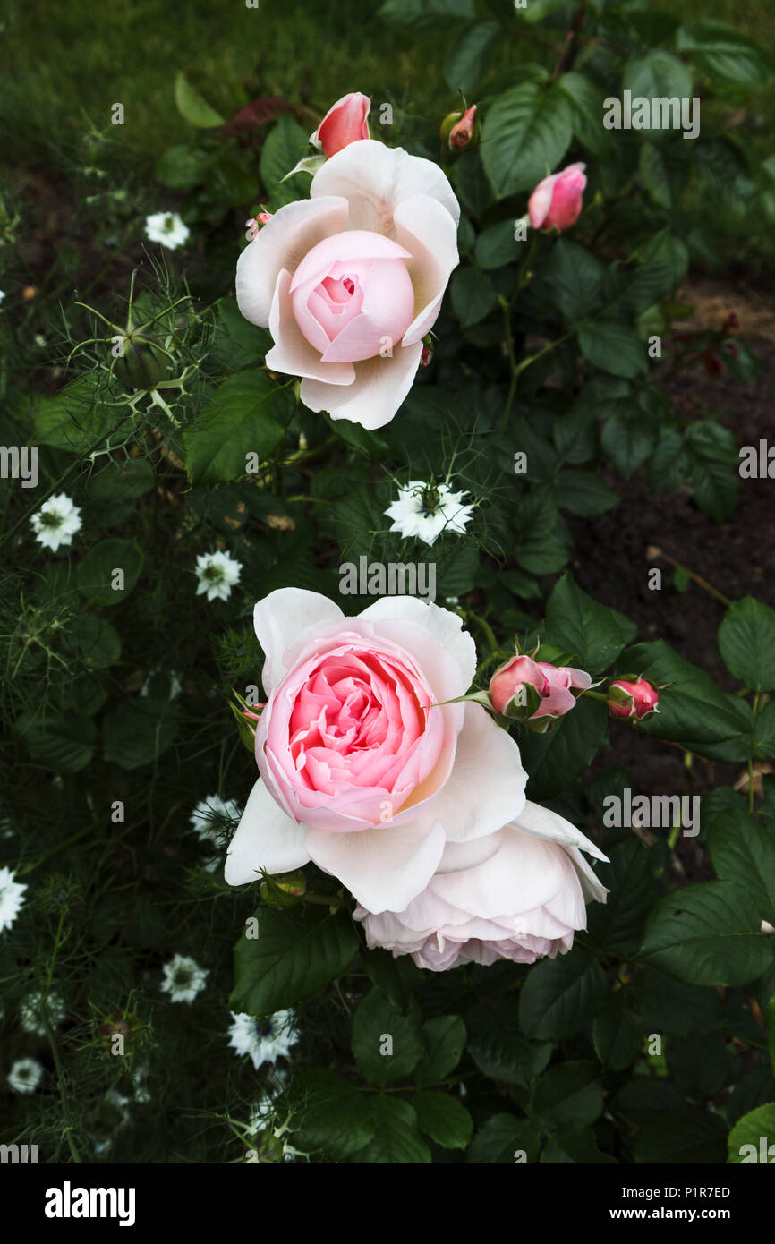 British gardening: Pretty white rose opening to pink and perfect rosebud, growing and flowering in an English garden in early summer Stock Photo